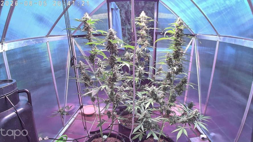 Sensi Seeds Alpine Delight CBD Auto. Week 9