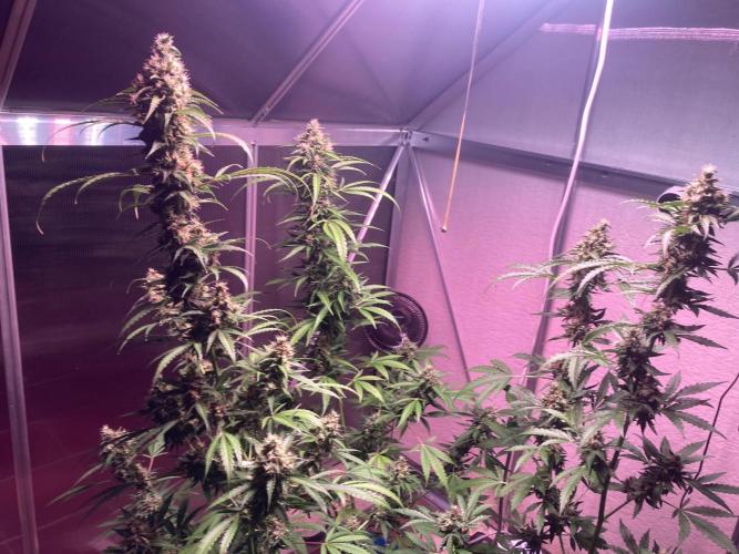 Sensi Seeds Alpine Delight CBD Auto. Week 10