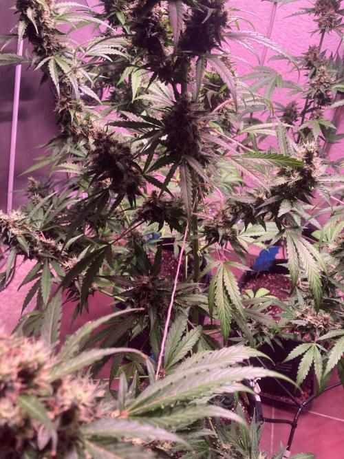 Sensi Seeds Alpine Delight CBD Auto. Week 10