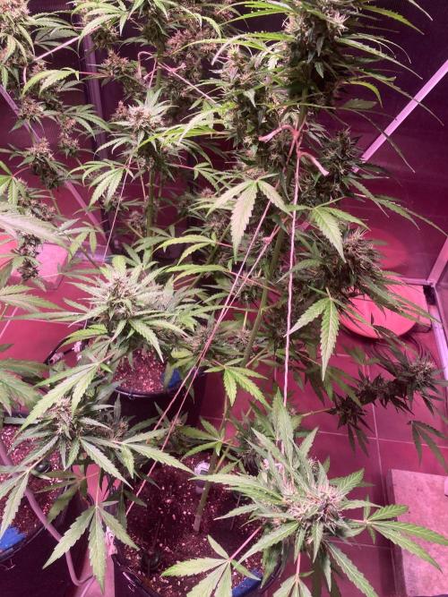 Sensi Seeds Alpine Delight CBD Auto. Week 10