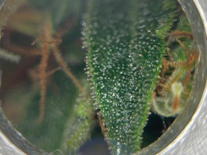 Sensi Seeds Alpine Delight CBD Auto. Week 11