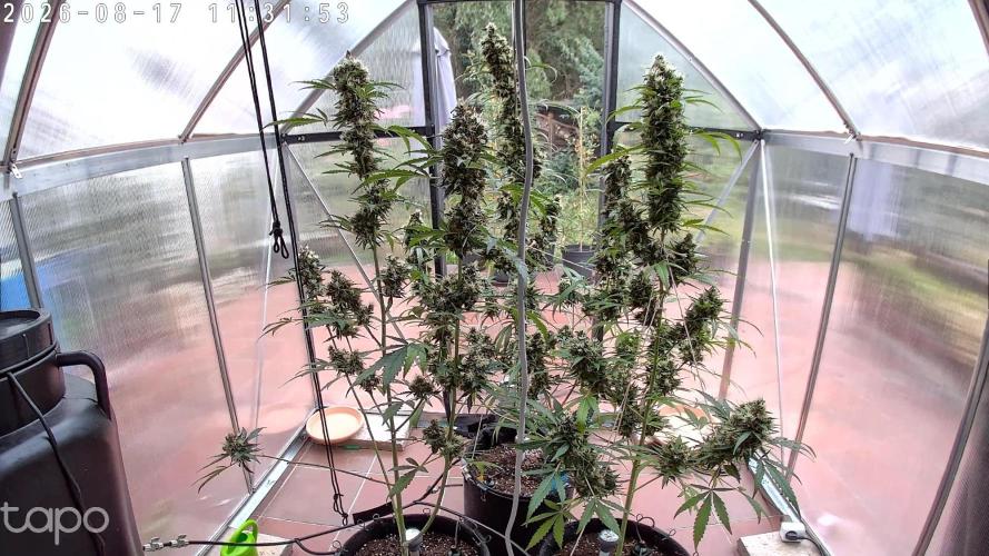 Sensi Seeds Alpine Delight CBD Auto. Week 11