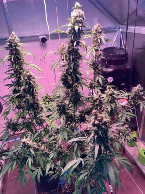 Sensi Seeds Alpine Delight CBD Auto. Week 11
