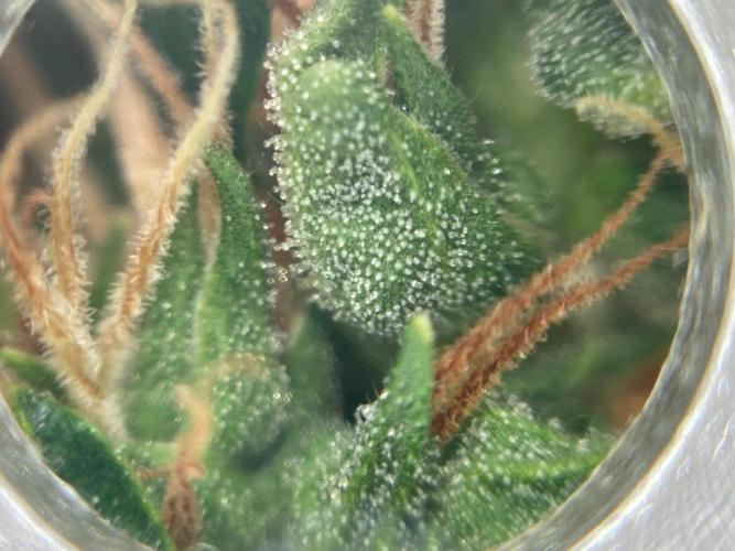 Sensi Seeds Alpine Delight CBD Auto. Week 11