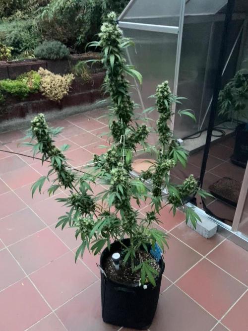 Sensi Seeds Alpine Delight CBD Auto. Week 11