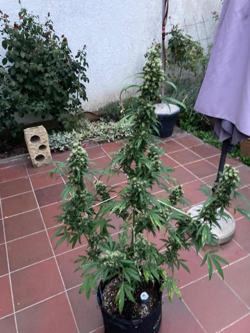 Sensi Seeds Alpine Delight CBD Auto. Week 11
