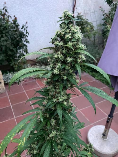 Sensi Seeds Alpine Delight CBD Auto. Week 11