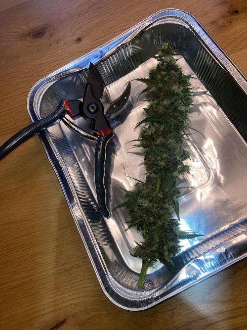 Sensi Seeds Alpine Delight CBD Auto. Week 12