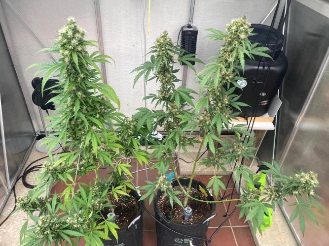 Sensi Seeds Alpine Delight CBD Auto. Week 12