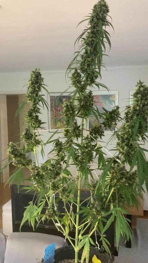 Sensi Seeds Alpine Delight CBD Auto