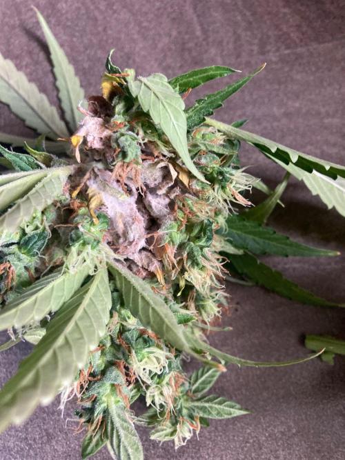 Sensi Seeds Alpine Delight CBD Auto. Week 12