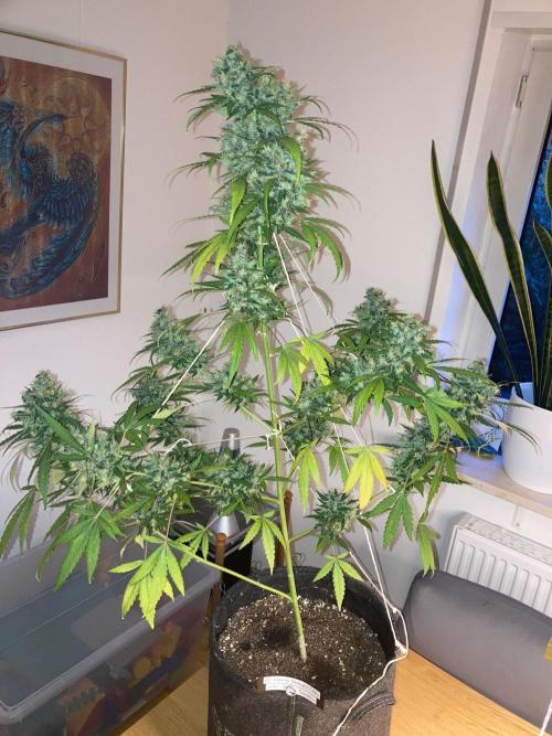 Sensi Seeds Alpine Delight CBD Auto. Week 12