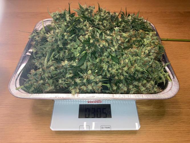 Sensi Seeds Alpine Delight CBD Auto. Week 12