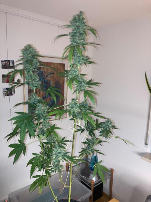 Sensi Seeds Alpine Delight CBD Auto. Week 12