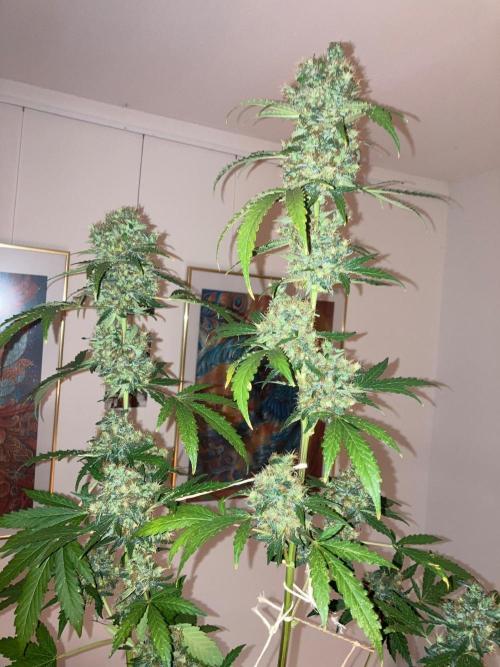 Alpine Delight CBD Auto. Week 12