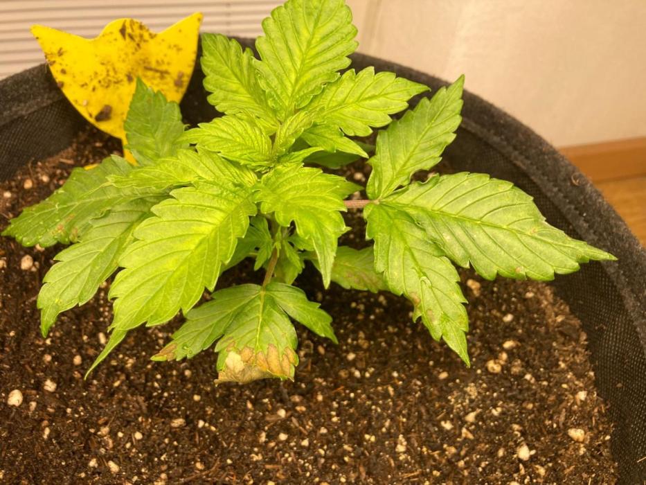 LSD Euphoria / semisun grown. Week 0