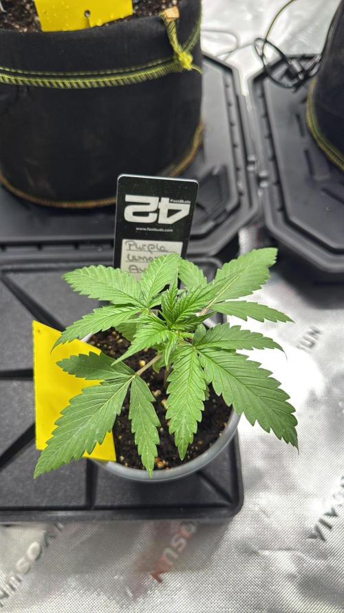 Aktuell. Week 0 - Purple lemonade