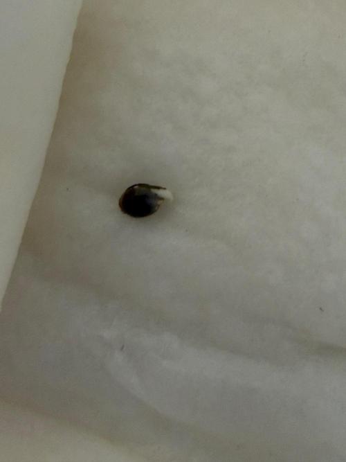 Community Grow Honey Dipper. Week 0 - Na was haben wir denn da ? 
Ca 12 std. Später. ?