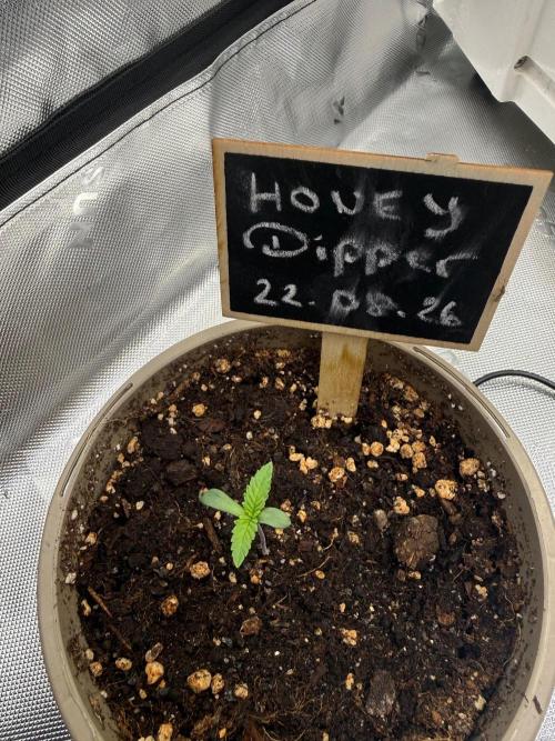Honey Dipper. Week 0