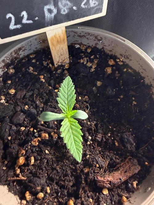 Honey Dipper. Week 0