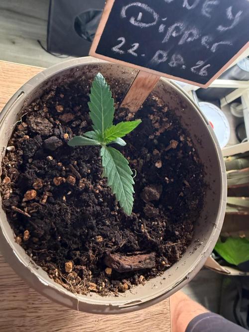 Community Grow Honey Dipper. Week 1