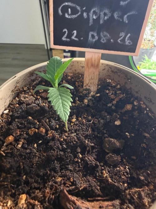 Community Grow Honey Dipper. Week 1