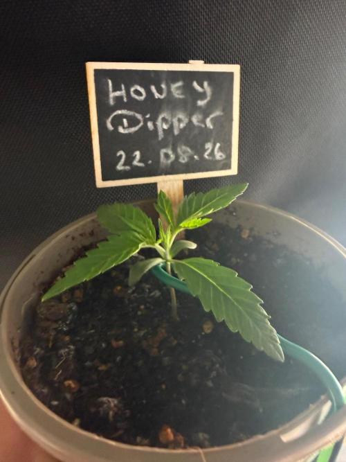Community Grow Honey Dipper. Week 1