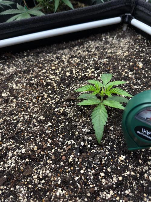 Honey Dipper. Week 2