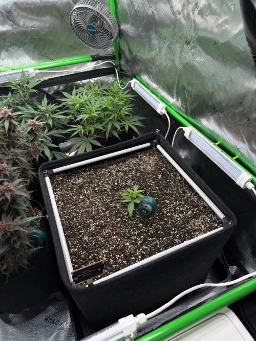 Community Grow Honey Dipper. Week 2