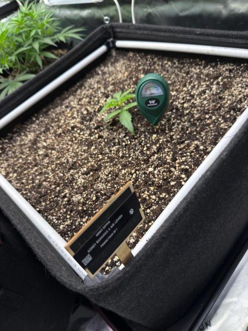 Honey Dipper. Week 2