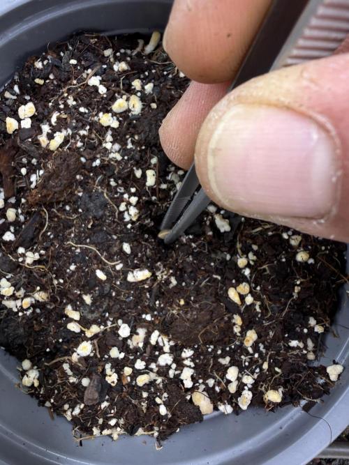 CCG X Sensi Seeds Sensi Amnesia XXL Auto. Week 0