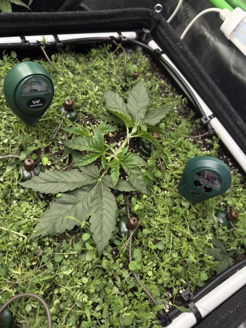 Community Grow Honey Dipper. Week 4