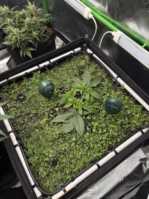 Community Grow Honey Dipper. Week 4