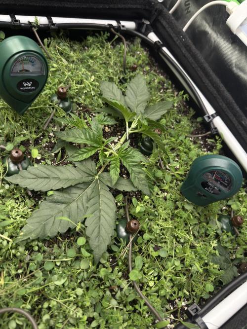 Community Grow Honey Dipper. Week 5