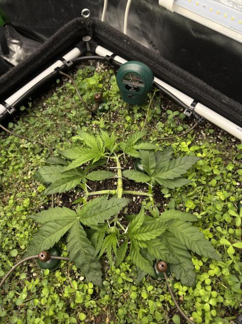 Community Grow Honey Dipper. Week 5