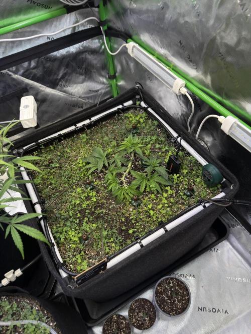 Community Grow Honey Dipper. Week 5