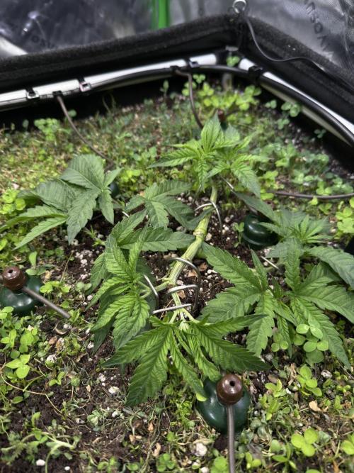 Community Grow Honey Dipper. Week 5