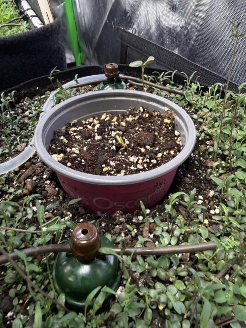 CCG X Sensi Seeds Sensi Amnesia XXL Auto. Week 1