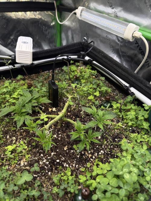 Community Grow Honey Dipper. Week 6