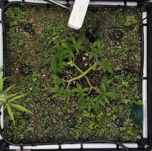 Community Grow Honey Dipper. Week 6