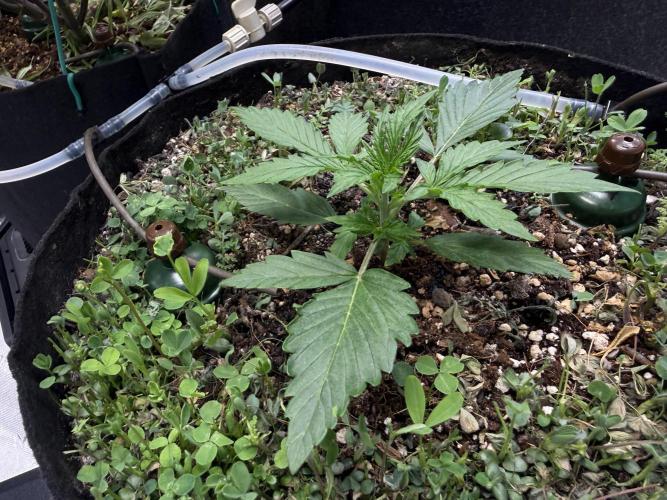 CCG X Sensi Seeds Sensi Amnesia XXL Auto. Week 2