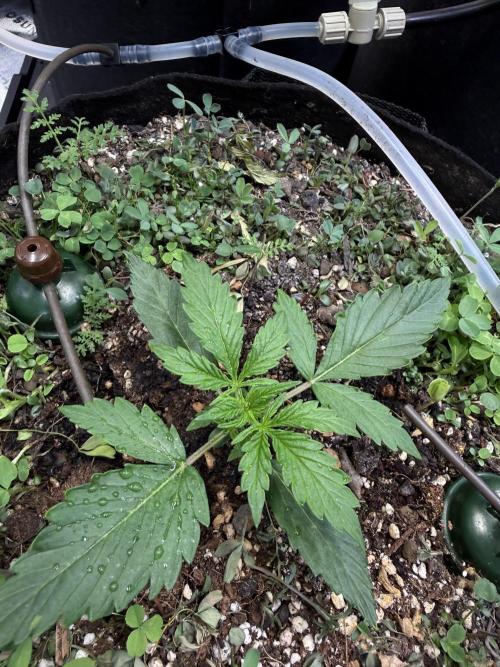 CCG X Sensi Seeds Sensi Amnesia XXL Auto. Week 2