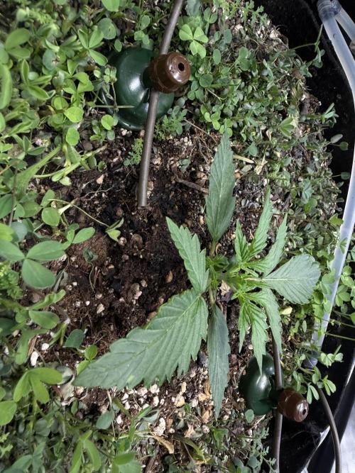 CCG X Sensi Seeds Sensi Amnesia XXL Auto. Week 2