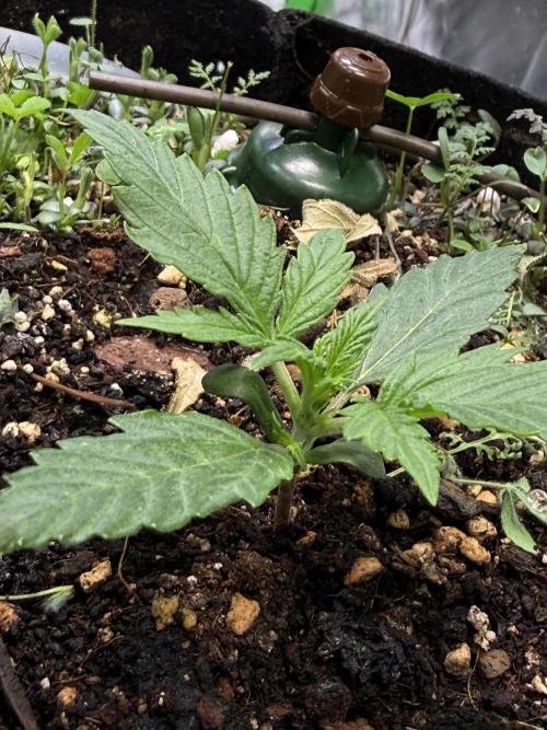 CCG X Sensi Seeds Sensi Amnesia XXL Auto. Week 2