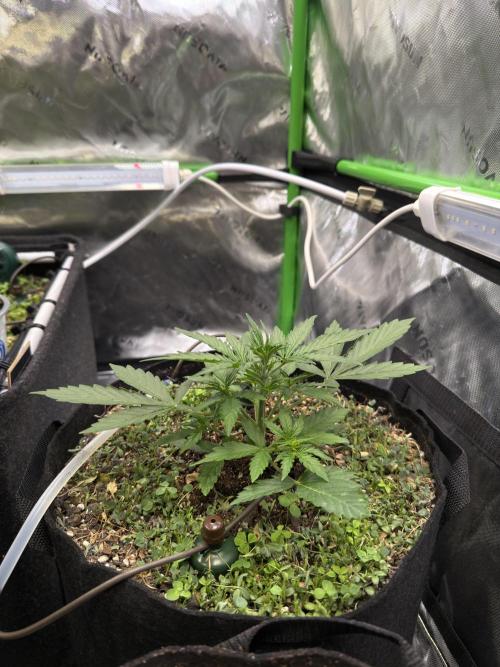 CCG X Sensi Seeds Sensi Amnesia XXL Auto. Week 3