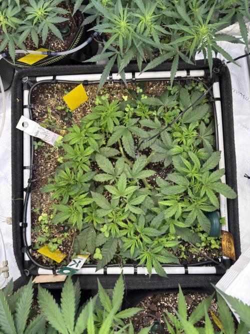 Community Grow Honey Dipper. Week 9