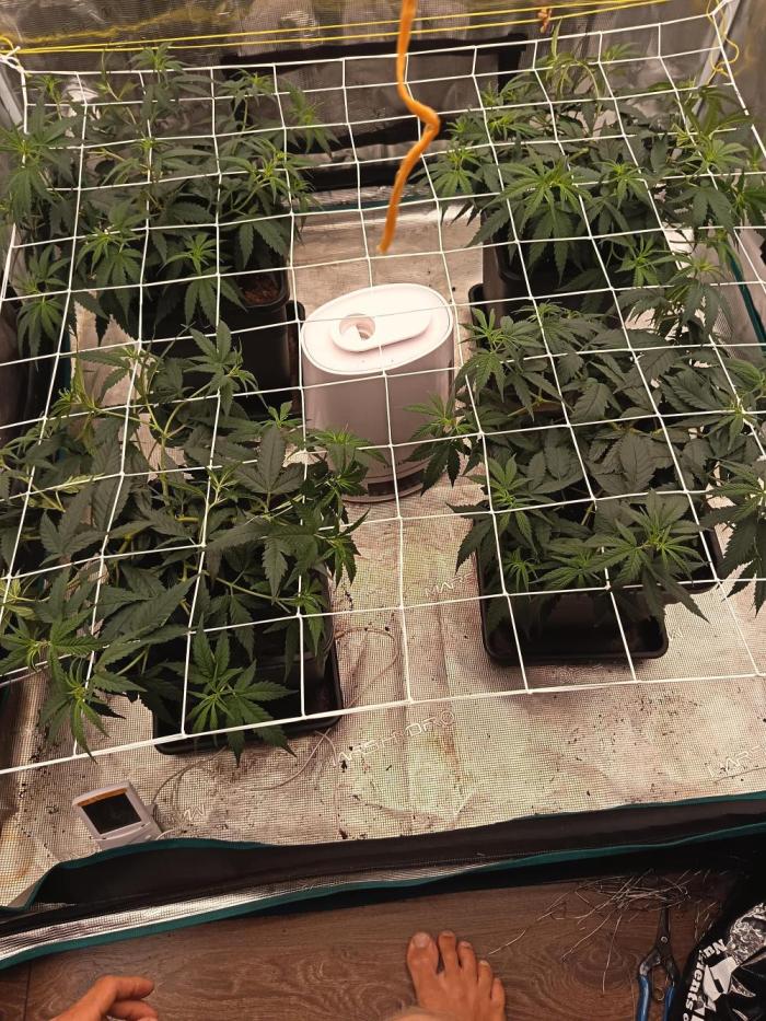4x clones DNA Chocolope (Juju Royal ). Week 4