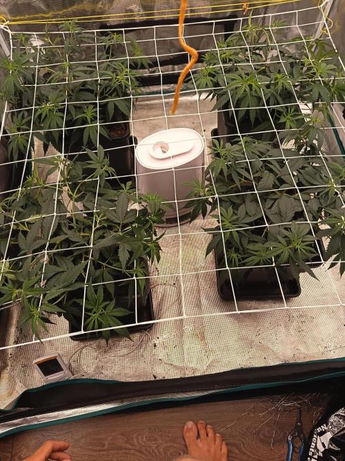 Chocolope. Week 4