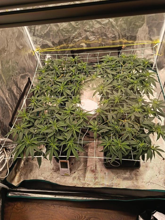 4x clones DNA Chocolope (Juju Royal ). Week 5