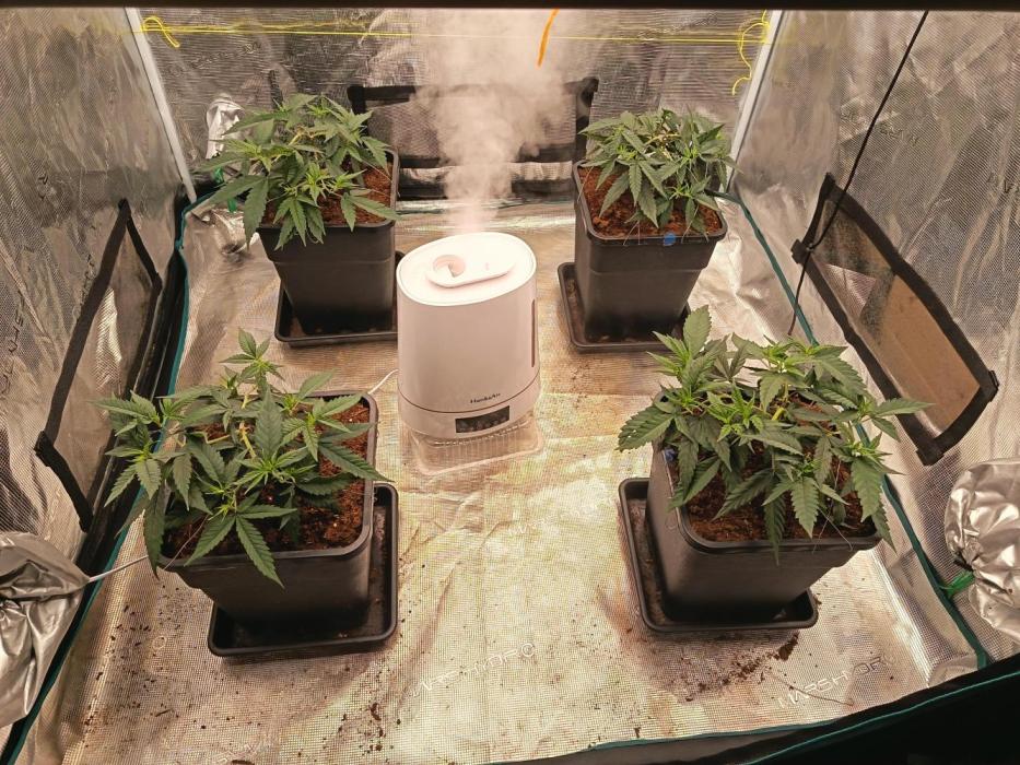 4x clones DNA Chocolope (Juju Royal ). Week 2